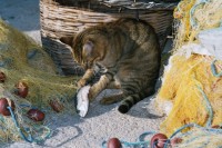 Foto Katze verspeist Fisch zwischen Fischernetzen