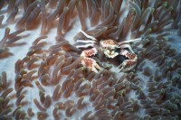 UW-Foto Anemonenporzellankrebs auf Seeanemone