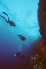 UW-Foto Fünf Taucher an einer Korallenwand